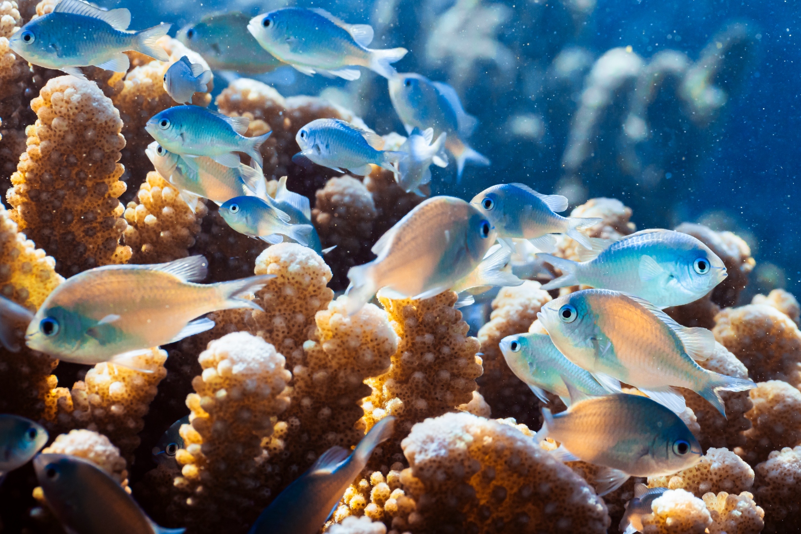 Reef fish sheltering among restored coral heads at Tiaia