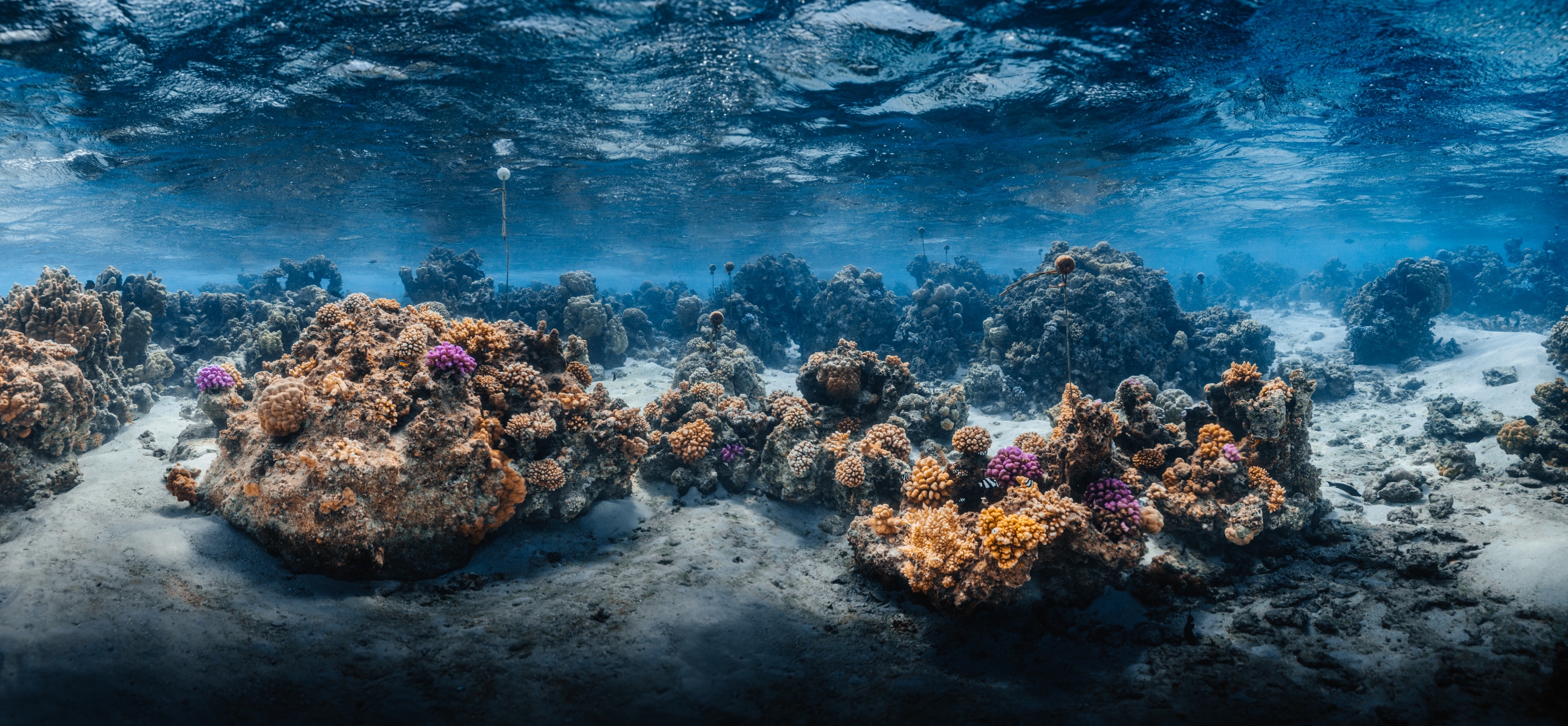 Outplanted coral colonies thriving on the reef at Tiaia