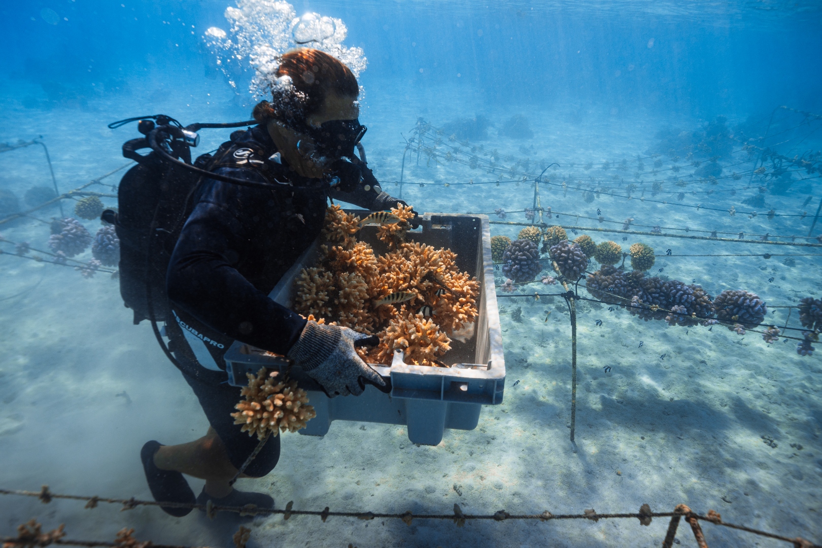 A Coral Gardeners diver preparing coral fragments for outplanting