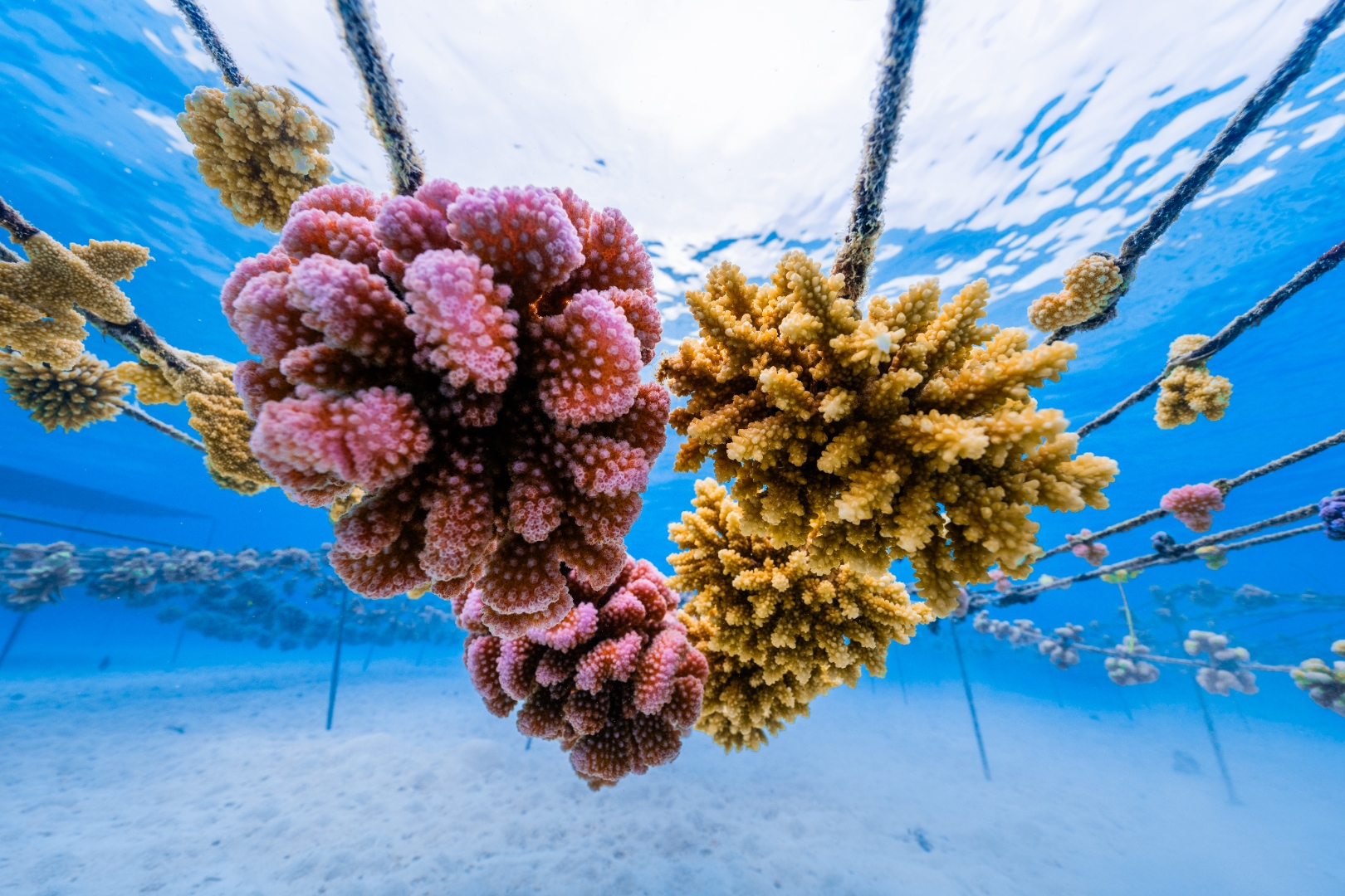 Coral colonies growing on nursery lines at Tiaia, Mo'orea